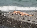 Отдыхающая на пляже в Сочи голая женщина разозлила общественность 