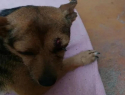 Собака стерегла погибшего в ДТП хозяина на трассе Джубга – Сочи