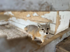 Краснокнижная лисица, брошенная в сафари-парке Сочи, родила 8 щенков
