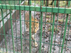 Для животных в Сочи будет работать зимний зоорезорт