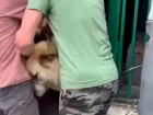 Зоозащитники воспрепятствовали отлову бродячих собак в Сочи 