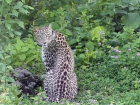 Леопарды из Сочи поймали первую крупную добычу в дикой природе