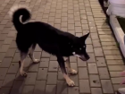 Трогательное видео про собаку из Сочи разлетелось по Сети 