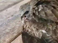 Массовое убийство перелетных птиц зафиксировали в поселке Сочи 
