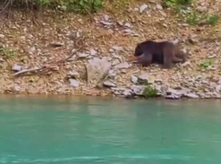 В Сочи туристы заметили медведя, вышедшего к горной реке