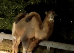На трассе в Сочи заметили двух верблюдов