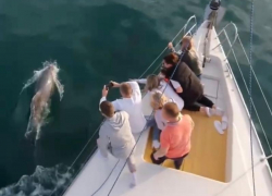 Сочинские дельфины поразили туристов морским шоу 