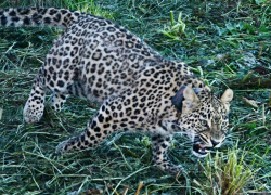 Самку леопарда из кавказского заповедника Сочи выпустили на волю