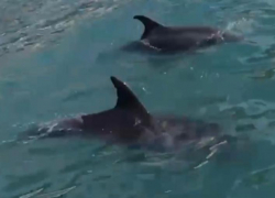 У берегов Сочи заметили играющих дельфинов