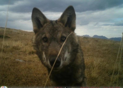 Волк попал в фото-ловушку, установленную на территории Кавказского заповедника в Сочи