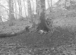 Свирепства медведей в горном кластере Сочи попали на видео
