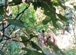 Голодный медведь пробрался в огород сочинцев