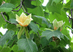 В Сочи спасают 180-летнее тюльпановое дерево