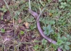 Сонная змея в сочинском лесу попала на видео 