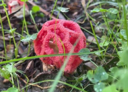 Ядовитый редкий гриб вырос в сочинском парке 