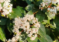 Теплая зима в Сочи спровоцировала раннее цветение вейгелы