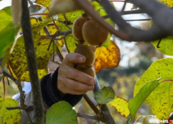 Садоводы в Сочи начали сбор урожая киви 