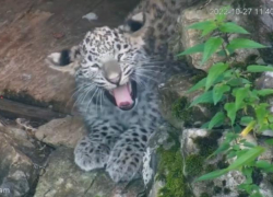 Умилительное видео с сонными леопардами из Сочи попало в сеть