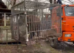 Сочинского медведя Винни из заброшенного парка увезли на передержку 