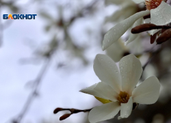 8 марта в Сочи пройдет более 70 культурных мероприятий 