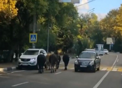 Стадо коров прогулялось по оживленной трассе в Сочи