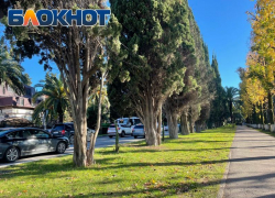 В сочинском парке зацвели кипарисы