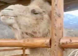 Верблюд Кеша из заброшенного Сафари-парка нашёлся в сочинском селе Ахштырь