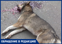 «Люди страшнее зверей»: жительница Сочи стала свидетелем убийства бездомного пса 