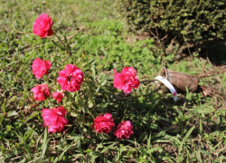 Коллекцию парка «Дендрарий» в Сочи пополнили 151 сортом роз