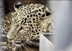 Самца леопарда из сочинского центра выпустили на волю