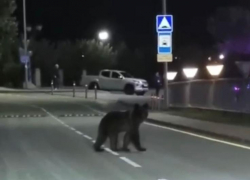 На проезжей части в Сочи заметили медведя