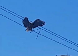 Полицейские поймали орла, сбежавшего от фото-зазывалы в Сочи