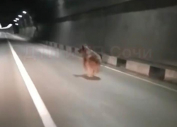 Автомобилисты встретили медведя в тоннеле Сочи