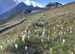 Белые шафраны расцвели в горах Сочи