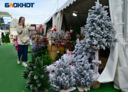 Елочные базары в Сочи откроются во второй половине декабря