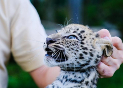 Котята леопарда в Сочи прошли свою первую вакцинацию 