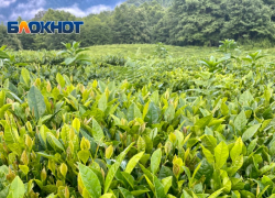 Сочинских чаеводов обязали вернуть 101 гектар хозяйственных земель