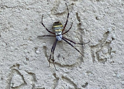 Необычного паука заметили жители Сочи у местного ЖК