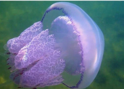 Специалисты рассказали, что делать при встрече с медузой–гигантом в Сочи