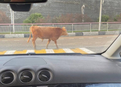Сочинские коровы дисциплинированно пересекают дороги по переходам 