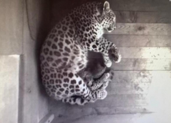 У пары переднеазиатских леопардов из Сочи родился котенок