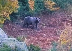 Огромный медведь вышел к людям в сочинских горах 