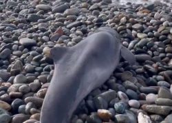 Мертвого дельфина обнаружили на пляже в Сочи 