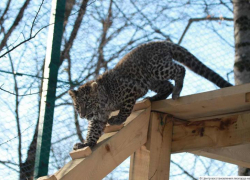 Уникальный момент охоты молодых леопардов из Сочи попал на видео