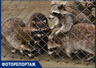 Детеныши животных из Кавказского заповедника в объективе сочинского фотографа