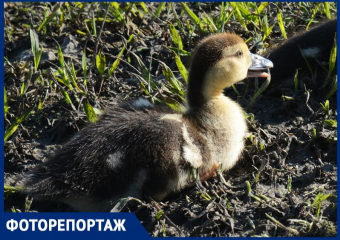 В орнитологическом парке Сириуса родились индоутята