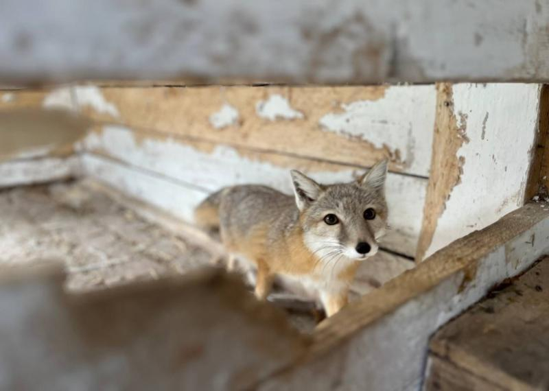 Краснокнижная лисица, брошенная в сафари-парке Сочи, родила 8 щенков