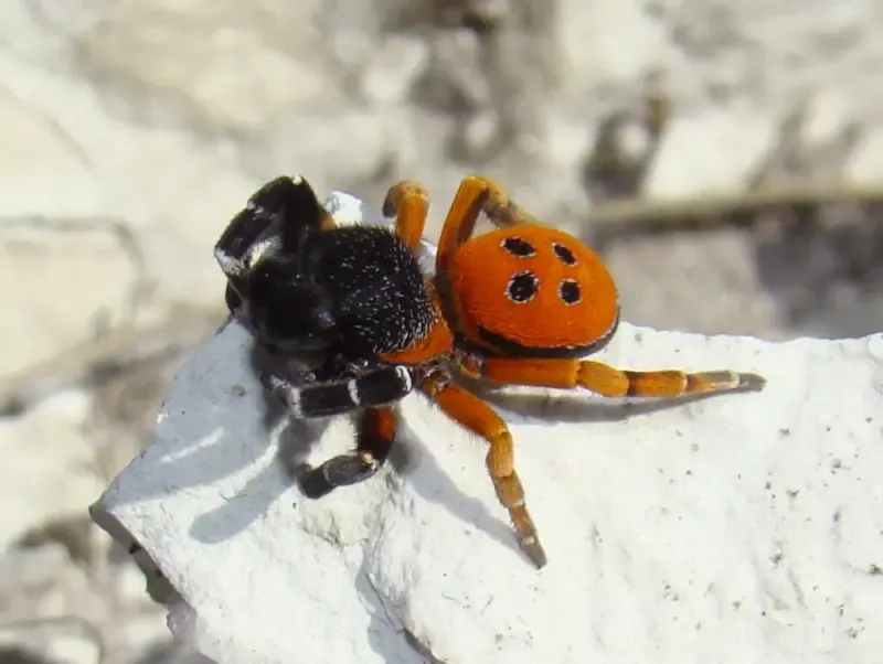 Лучистый тарантул начал весеннюю активность в Национальном парке Сочи