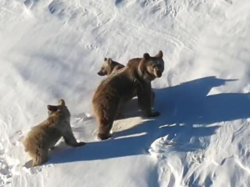 Семья из трех медведей попала на видео в горах Сочи