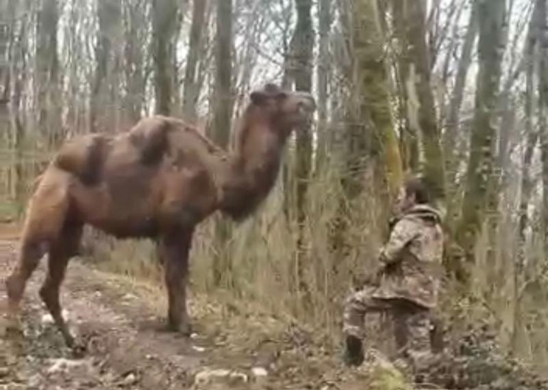 Сочинский фермер нашел верблюдицу, сбежавшую из заброшенного сафари-парка